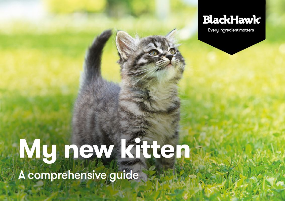 Black Hawk Kitten Guide