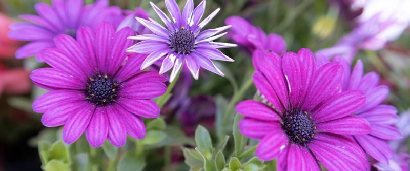 ECO Fair:  Artful Living, Handmade & Homegrown