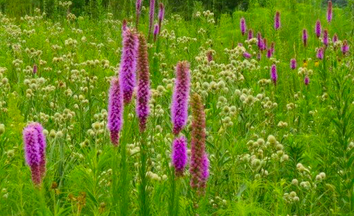 Jerry Smith Prairie in bloom