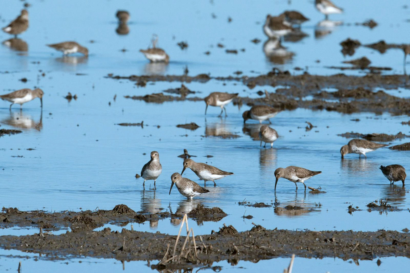 Photo credit: Drew Kelly. Dunlin birds foraging in a rice field.