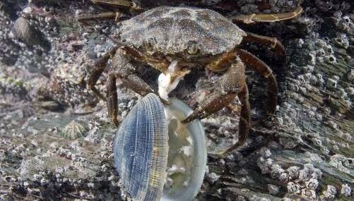 green crab
