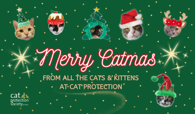 Merry Catmas