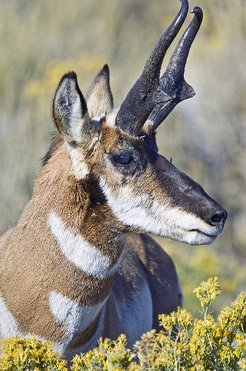 image of pronghorn antelope