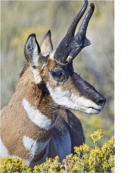 Pronghorn Antelope