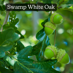 Swamp White Oak