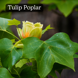 Tulip Poplar