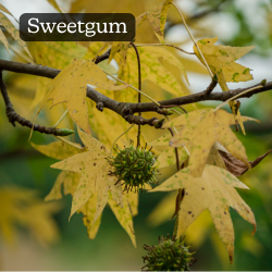 Sweetgum