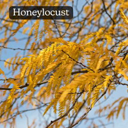 Honeylocust