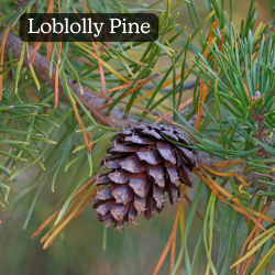 Loblolly Pine