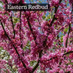 Eastern Redbud