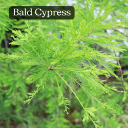 Bald Cypress