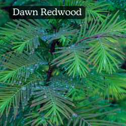 Dawn Redwood