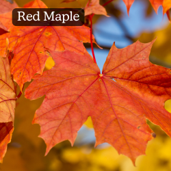 Red Maple