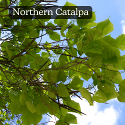Catalpa