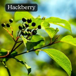 Hackberry