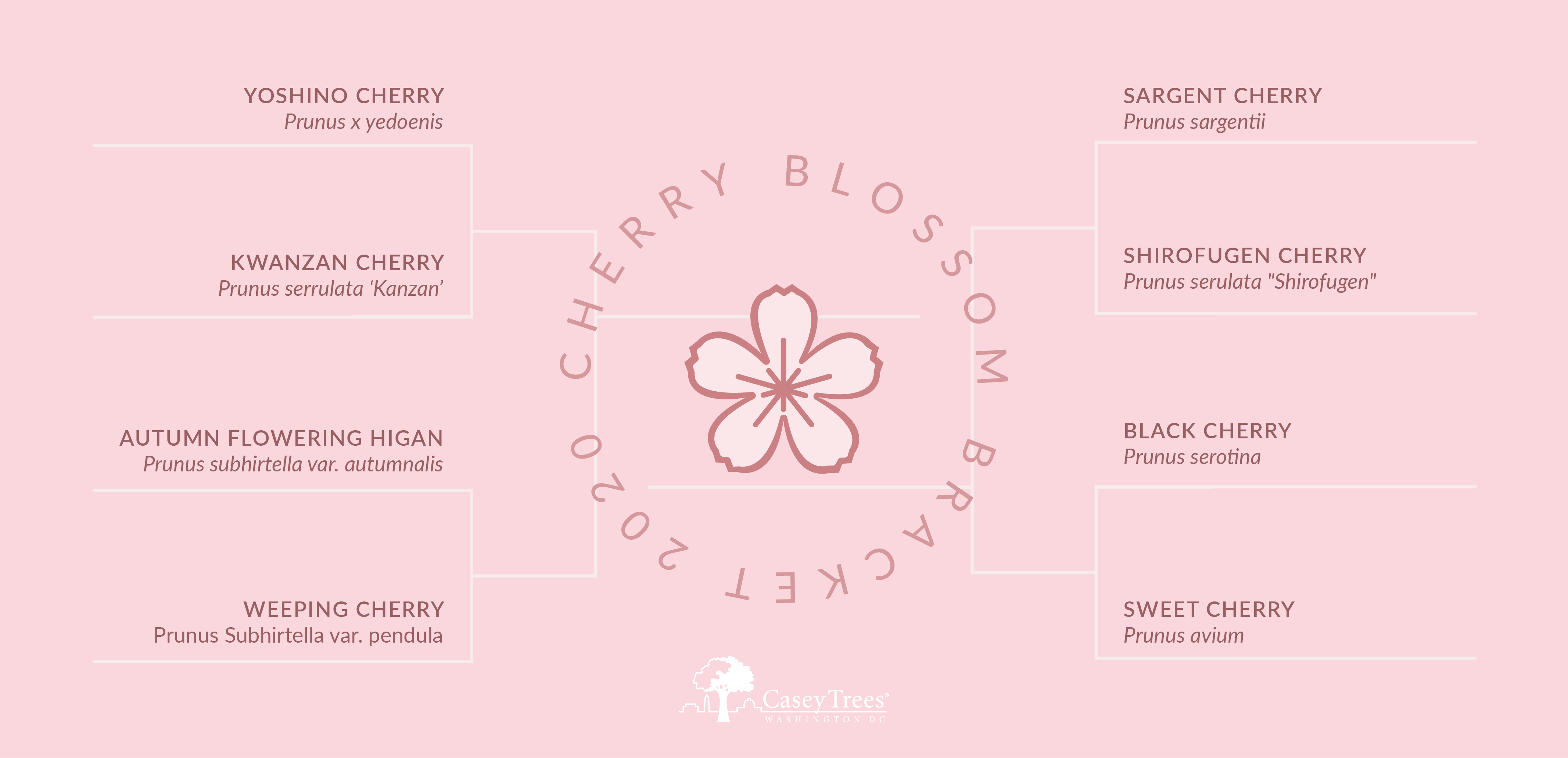Blossom Bracket
