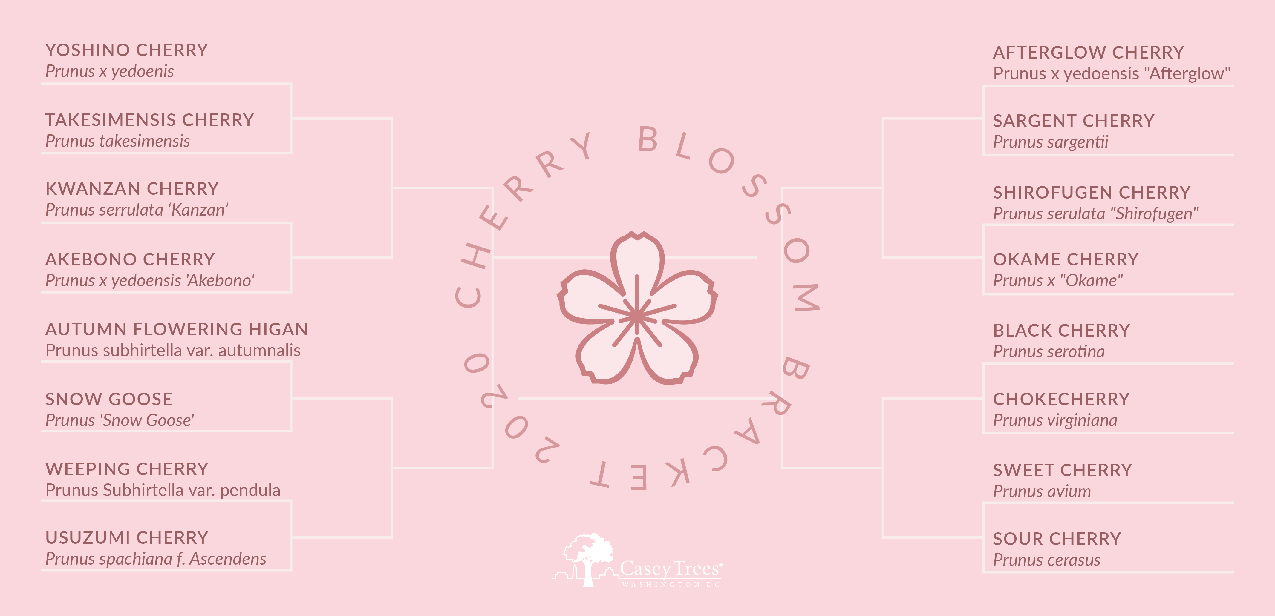 Blossom Bracket
