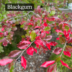 Blackgum