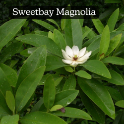 Sweetbay Magnolia