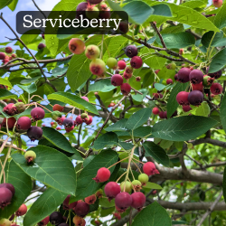 Serviceberry