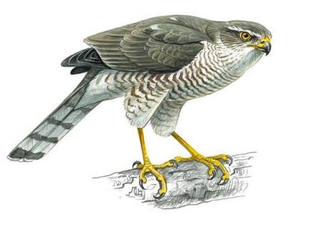Sparrowhawk female