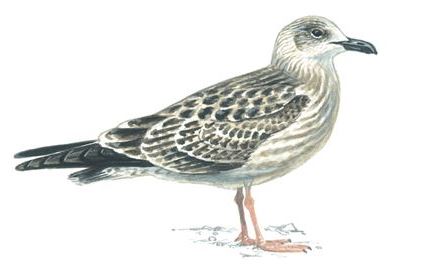 Lesser black-backed gull first winter