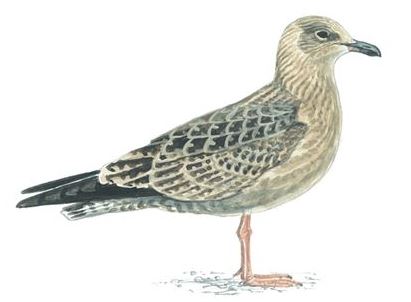 Herring Gull First Winter
