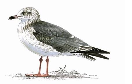 Lesser black-backed gull second winter