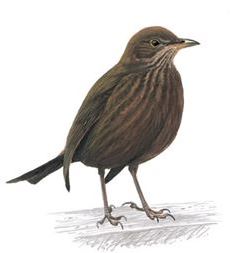 Blackbird Female