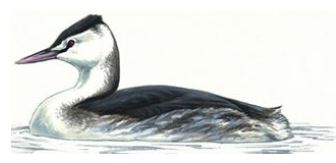 Great Crested Grebe Winter