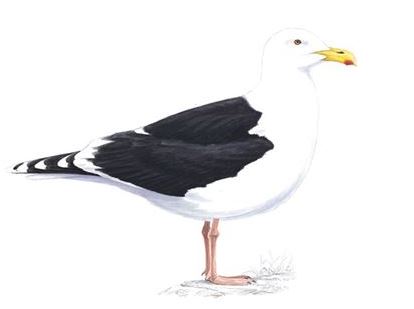 Great black-backed gull Adult
