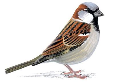 House sparrow Male