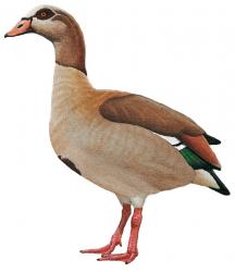 Eygptian Goose