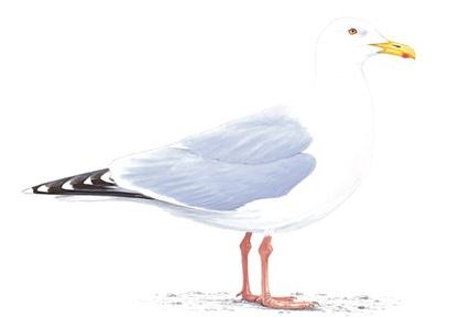 Herring Gull adult