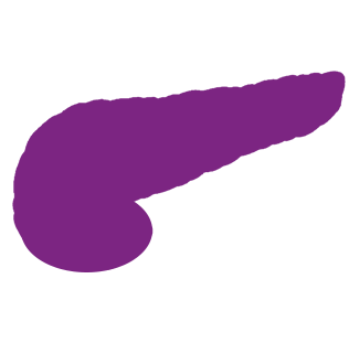 Example purple pancreas shaped pin badge