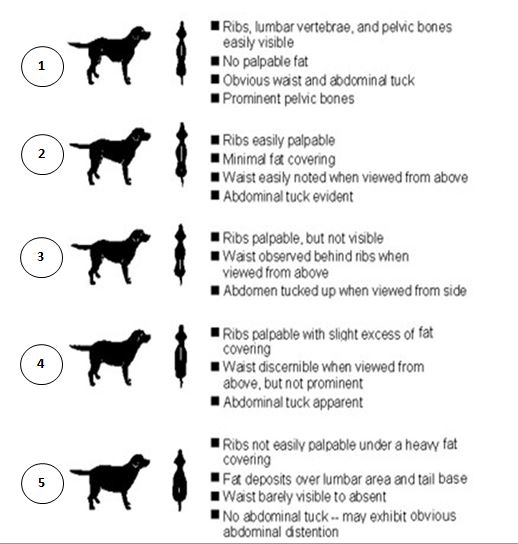 The Dog Body Condition chart