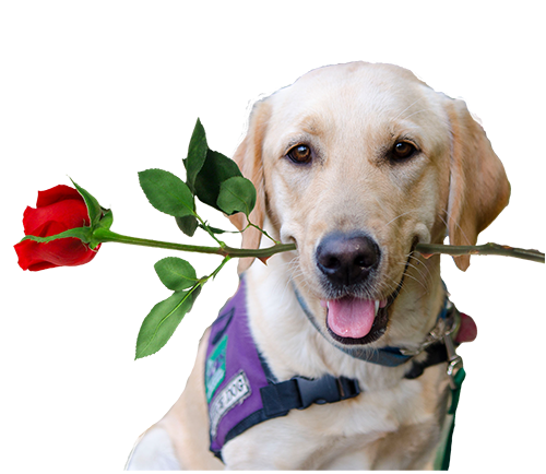 dog with rose