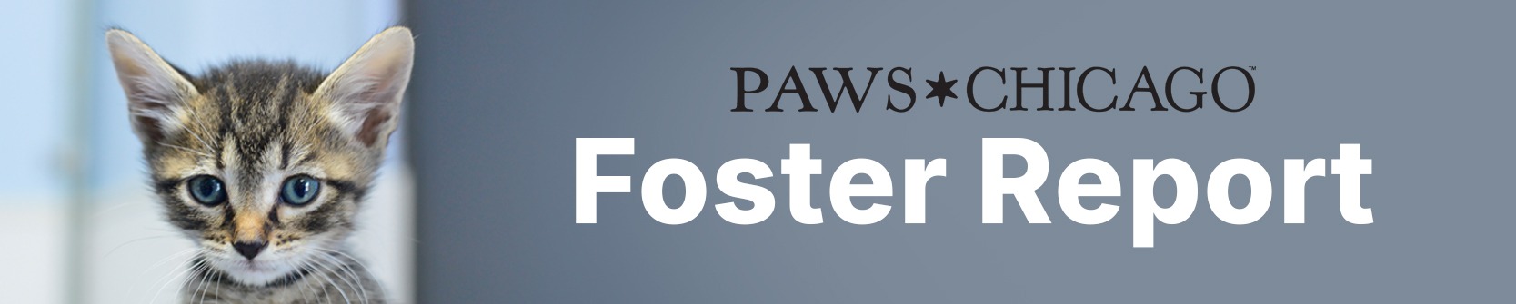 Foster Cat Report