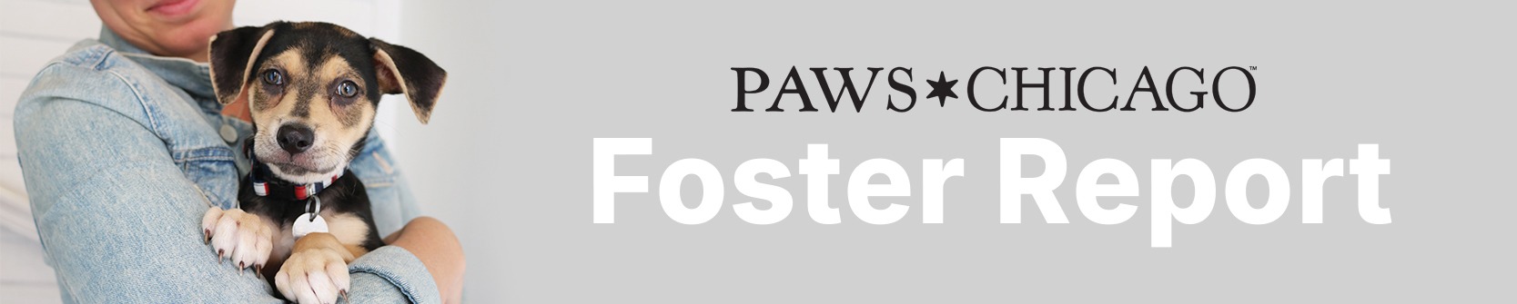 Foster Dog Report