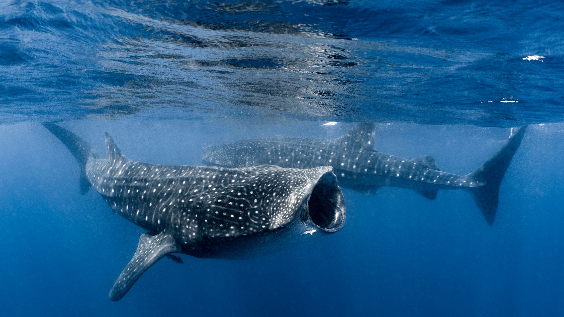 2 Whale Sharks feeding