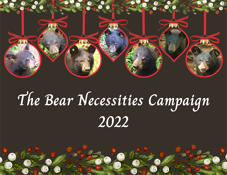 ABR Bear Necessities Campaign artwork