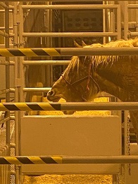 Distressed horse in loading dock at Edmonton International Airport
