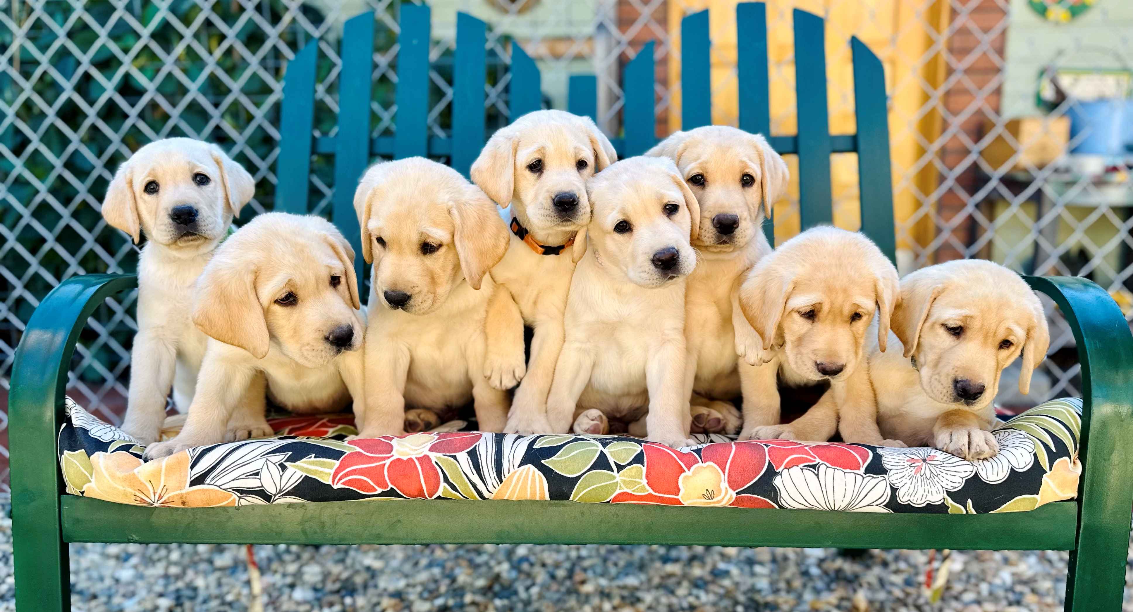 Autumn Litter on Bench